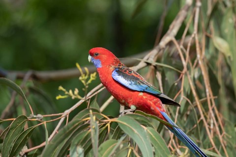 Blue-cheeked rosella