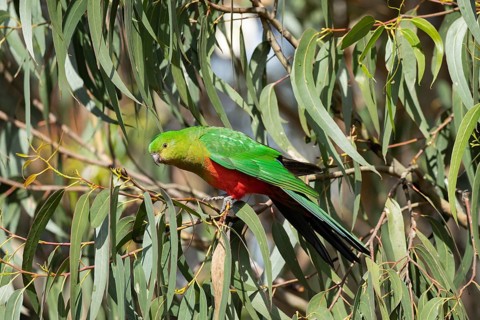 Australian king parrot