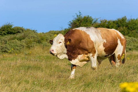 Cattle Bulle