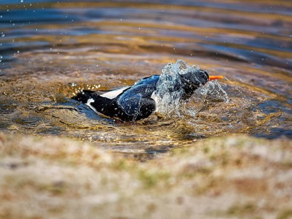 Eurasian oystercatcher