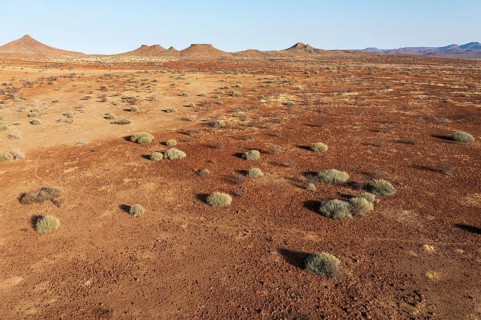 Arid land after years of drought planted with poisonous and resistant Damara milkbush