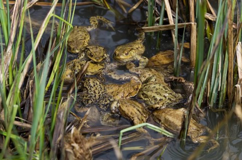 Common toad