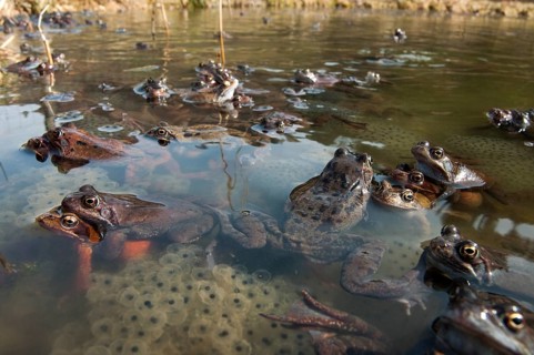 Common frog