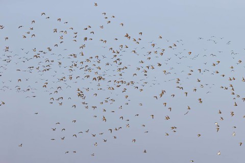 European golden plover