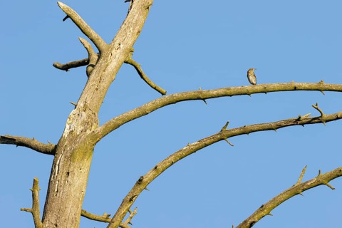 Song thrush