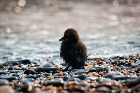 Common eider