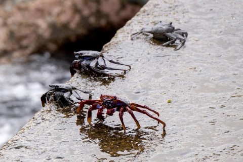 Red rock crab
