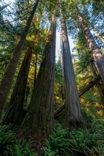 Coast redwoods
