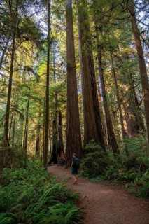 Hiker on trail through forest with coast redwoods