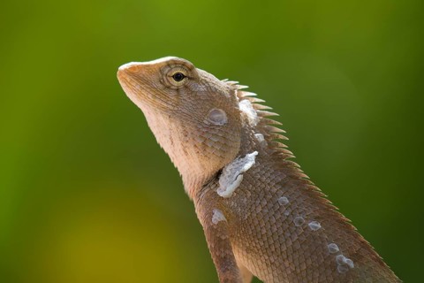 Oriental garden lizard