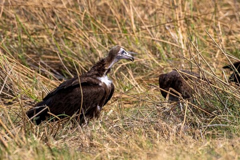 Hooded vulture