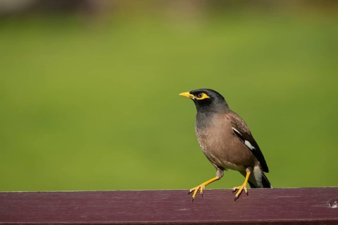 Common myna