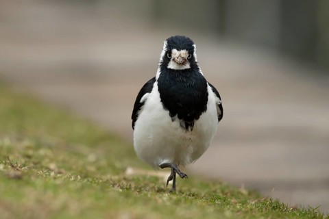 Magpie-lark