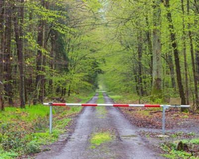 Forest after rain in spring with barrier
