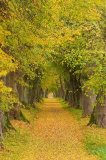 Lime Tree Avenue in Autumn