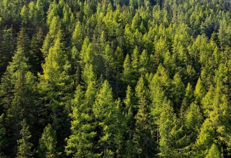 Coniferous forest