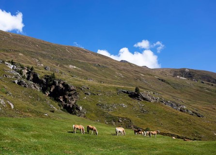 Haflinger on the alpine pasture in the Rofental