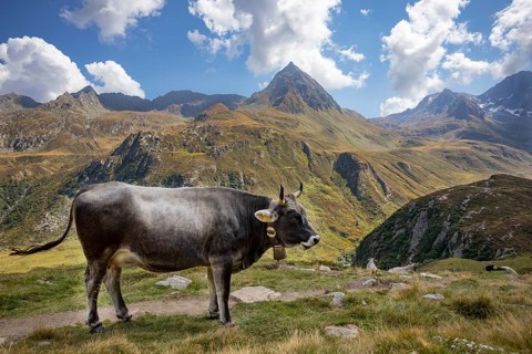 Alpine pasture farming