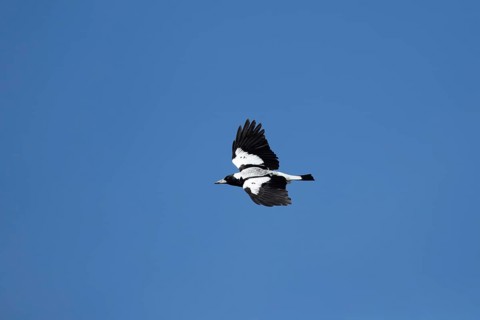Australian magpie