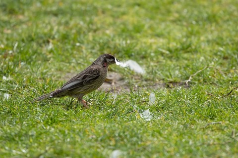 Red wattlebird