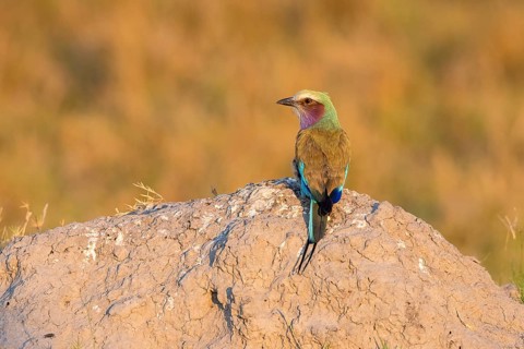Lilac breasted roller