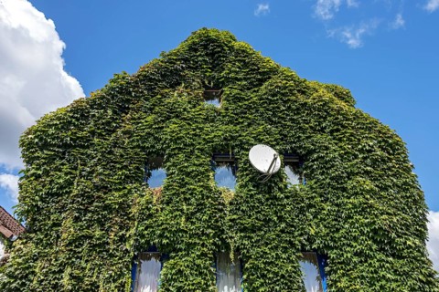 Common ivy