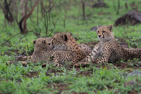 Cheetahs