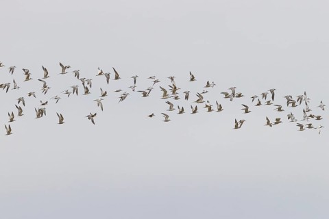Sandwich tern