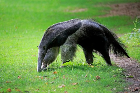 Giant anteater