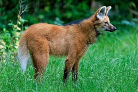 Maned wolf