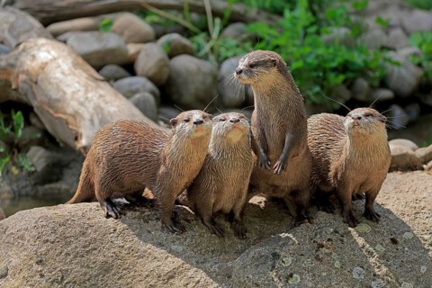 Oriental small-clawed otter