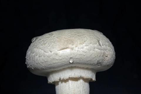 White horse mushroom