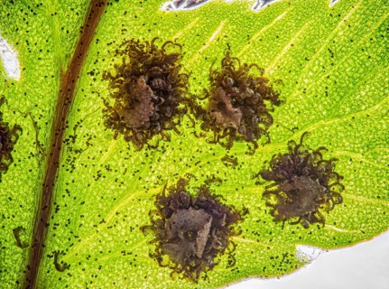 Seeds and spores of a fern leaf