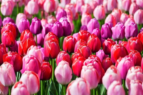 Tulips