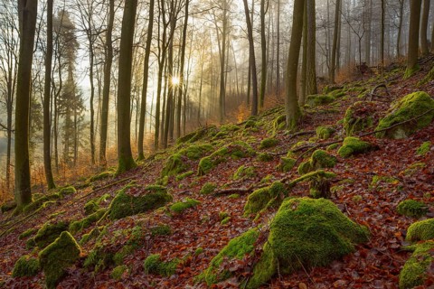 Mountain Forest at Sunrise with Morning Haze