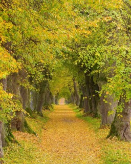 Lime Tree Avenue in Autumn