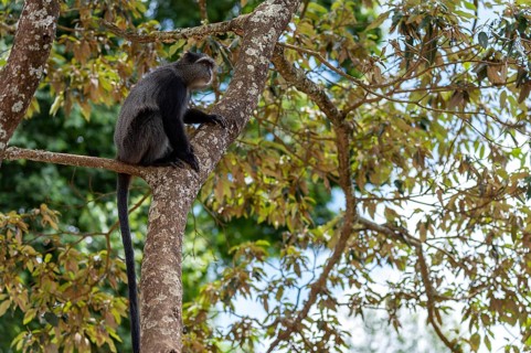 Sykes' monkey