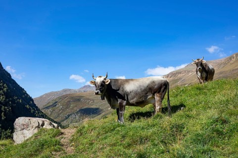 Cows on the alpine pasture in Rofental