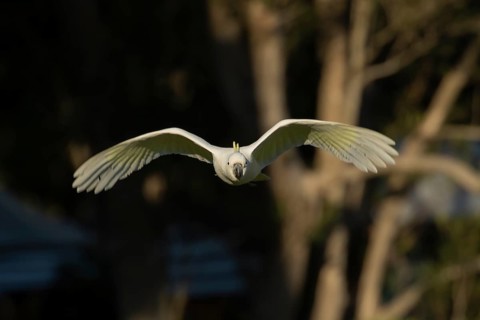 Sulphur-crested cockatoo