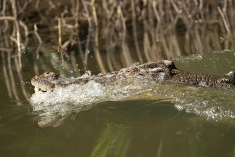 Saltwater crocodile