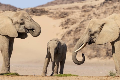African Elephant