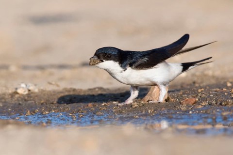 Common house martin