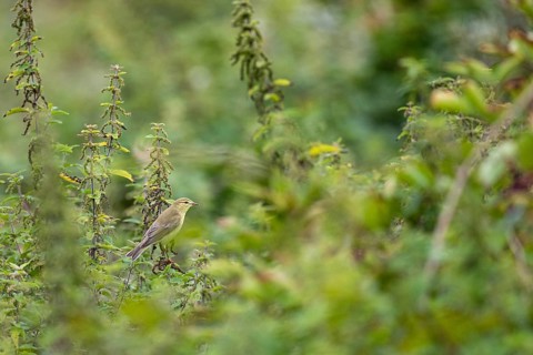 Willow warbler
