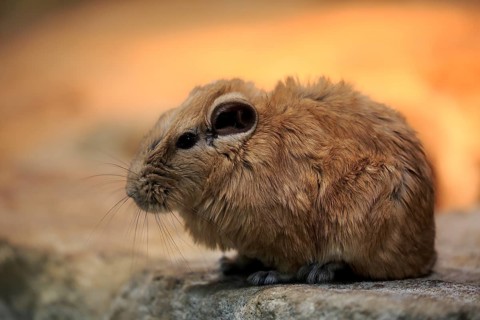 Gundi