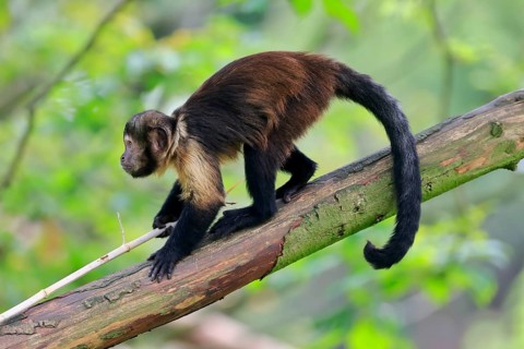 Golden-bellied capuchin