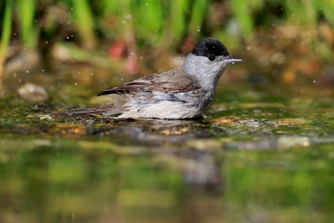 Blackcap