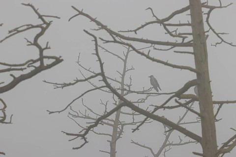 Hooded crow