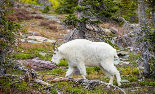 Mountain goat