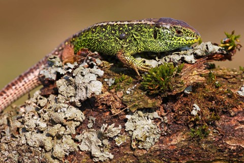 Sand lizard