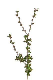 Dwarf cherry apple